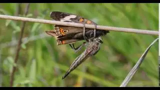 Proctacanthus milbertii with prey