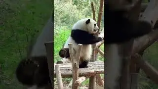 #tedybreed #funny #tedybear #tedy #tedy dance#tedyafro #nurseryrhymes #learningtocount