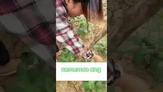 Tips sa pagtatanim ng Sitaw na dapat mong malaman #gardening #farming #farmlife #farm #garden