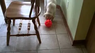 Mid Day Play Pet Sitting and Dog Walking
