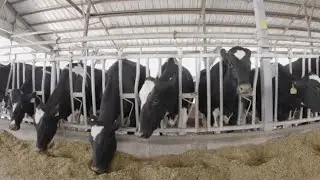 GLOBALink | Explore smart dairy farming in China's Inner Mongolia