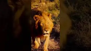 Lion hunting strategy #wildlife #nature #lionhunting