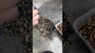 Mommy-Daughter Zen Mode: Pebble Sorting Time