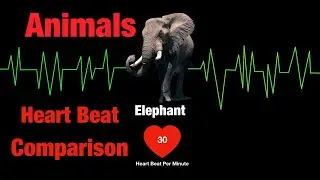 Comparison:Heartbeat:Animals Heartbeat|Incredible Human Heartbeat❤️❤️ Sound|Human Heartbeat Sound.