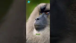 Long tail macaque | monkey 🐒 #wildlife #animals #monkey #shots