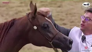 N 94 MAYAAN AL LAHEEF   Doha International Arabian Horse Show 2023   Fillies 2 Years Old Class 2B