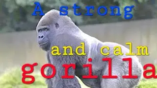 The gorilla 