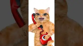 Hello kon cat funny video🤣|Bagad Billa 48 |#cat #bagadbilla #trending #shorts