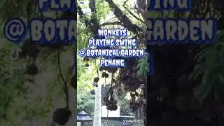 Monkeys Playing Swing @ Botanical Garden Penang #traveltips #visitpenang Penang Place Food