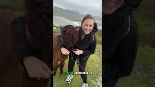 TBEX Ireland: Day 3 🍀 Core memories 💚🐑🇮🇪 From walking Barney the alpaca under a rainbow 🌈, to