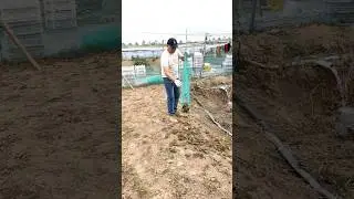 #shorts #agriculture #farming2024 #satisfying #shot #EliteShortsUnleashed #3058