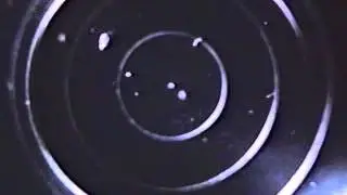 Cephalopod video: Pickfordiateuthis bayeri