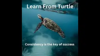 Consistency is  the key Of success| Turtle Motivational Story