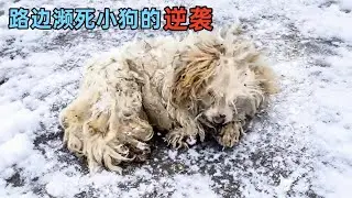 路边捡回的流浪狗，洗干净后才发现，这颜值简直捡到宝
