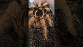 The Stunning Colombian Giant Redleg Tarantula (Megaphobema robustum) 😁