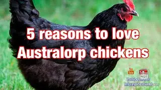 5 reasons to love Australorp chickens