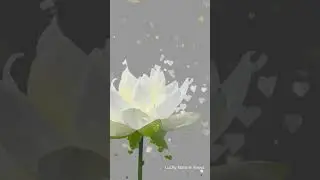 White Lotus Flower Full Moon River View@Lucky_Vlogs636 ||#moonlight #lotus #shorts