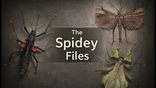 Full In-Depth Guide to Rehydrating and Pinning Insects (Featuring Exotic Species)