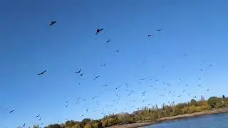 Birds of a feather flock together 