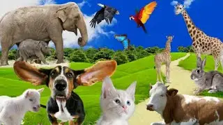 Learn to love animals, learn animal sounds of dogs, cats, horses, elephants, cows, pigs -Part 21