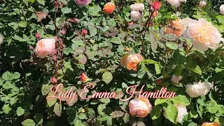 Lady Emma Hamilton Rose / David Austin Roses