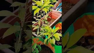 Chikoo Tree Not Growing? Fix It in 30 Seconds #ChikooPlant #SapodillaCare #terracegardening #shorts