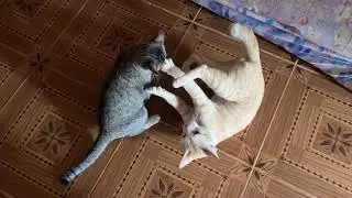 Time to play with my brothers l Smart Cats l Meow Meow 