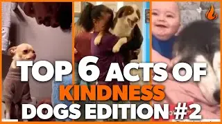 Top 6 Acts of Kindness - DOGS EDITION #2 | Faith In Humanity Restored