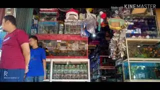 Pet shop terlengkap dan termurah di Batam