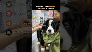 Рейтинг: милые щенки в шоке от ветеринара 🤣🐶