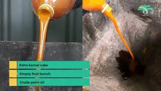 TT 680 - Oil Palm Based Beef Cattle Feed Pellet Formulation (Nur Atikah Ibrahim)