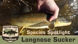 Native Fish For Tomorrow (Longnose Sucker)