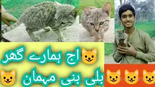 🙀🙀🙀اج ہمارے گھر مہمان بنی بلی🙀🙀🙀##tag #funny #comedy 