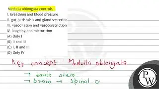 Medulla oblongata controls I. breathing and blood pressure II. gut peristalsis and gland secreti...