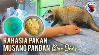 RAHASIA pakan musang pandan BIAR OBES?? Gampang banget buatnya! #SAWAN