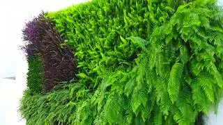 MIAMI GREEN LIVING WALLS