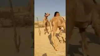 🐫camel life||#camel❤️ #camelbycamel #camelspider #cameltoeprotector #cameltoezsonglyrics