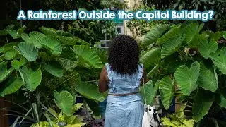 Exploring a Rainforest in Washington, DC - The US Botanical Garden