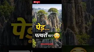 ये पेड़ ज़मीन पर नहीं, पत्थरों पर उगते हैं 😲 | China Stone Forest
