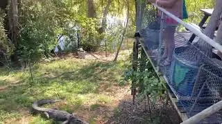 Alligator gets hit by frying pan