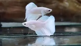(RAT-D181) White Platinum Halfmoon Male Betta