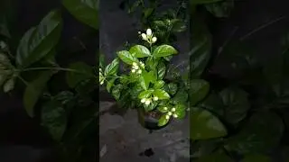 Mogra plant caring tips 💮💮🌿🌱🐞🐝💐❤❤😍 #short #lavneetjhakal #mogra #motivation