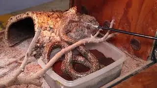 Cape Cobra (Naja Nivea) Breeding