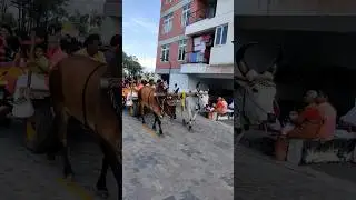 Cute Twin babies First bullock cart ride 🥰🥰 #shorts