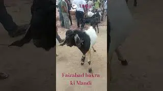 🥳Faizabad ki bakra mera Andu breeder#ariz5000 #goat #faizabad