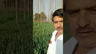 Poplar || पॉपुलर के पेड़ की खेती स | Popular Ki Kheti#PopularFarming #popular #TreeFarming #tree
