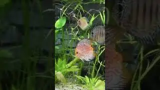 180 gallon tank@ohio-fish-rescue Discus Aquarium #discusfishtank #cichlidfish #aquarium