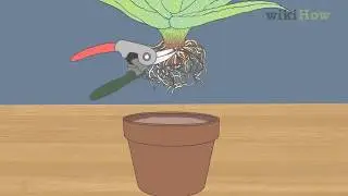 How to Revive a Dying Aloe Vera Plant