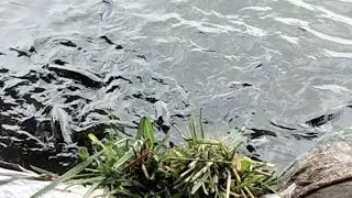 Close-up of giant school of strange fish on the river bank, very big fish
