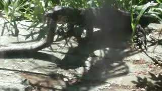Lace Monitor Lizard eating our 'pet' Diamond Python (Suggest muting audio)